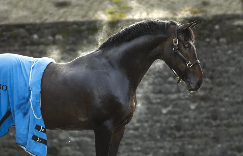 Rambo Dry Rug Supreme Blue/Black/White-4